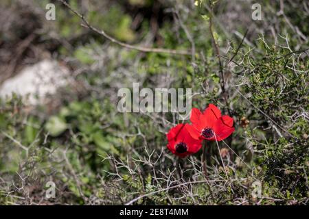 L'anémone rouge fleurit dans un champ, près de la plante rouge éternelle Banque D'Images