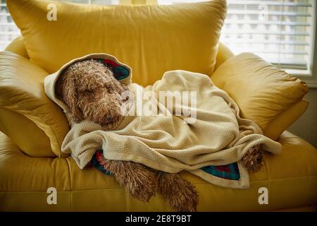 Chien humide après le bain dans une couverture sur chaise en cuir jaune Banque D'Images