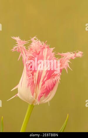 Tulipa 'huis Ten Bosch', tulipe à frange rose Banque D'Images