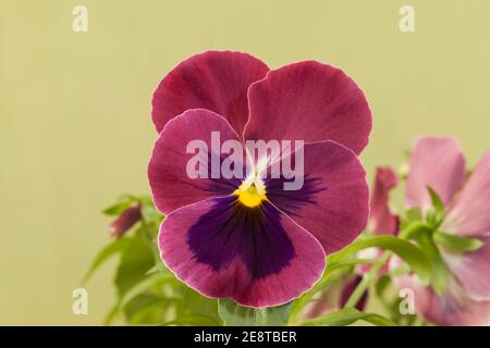 Pansy « Carmine Rose Blotch » Banque D'Images