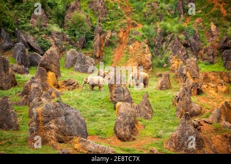 Photographie des éléphants d'Afrique. Loxodonta africana dans le parc naturel de Cabarceno en Cantabrie Banque D'Images