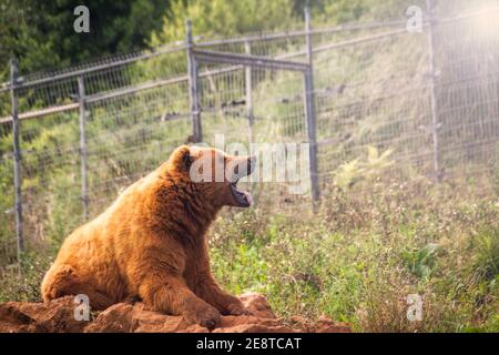 Photographie de l'ours brun. Ursus arctos dans le parc naturel de Cabarceno en Cantabrie Banque D'Images