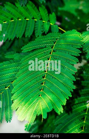 Un rayon de lumière tombe sur les feuilles. Tir vertical. Banque D'Images