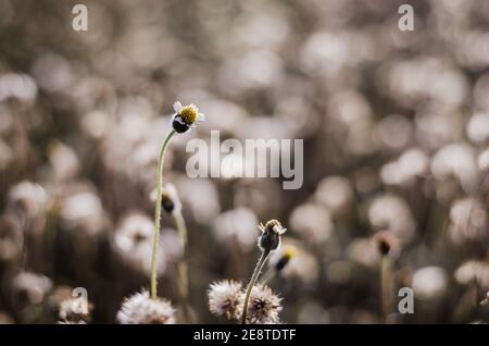 Coatbuttons Flower ou Tridax Daisy avec une mise au point sélective en fleurs dans le champ d'été. Banque D'Images