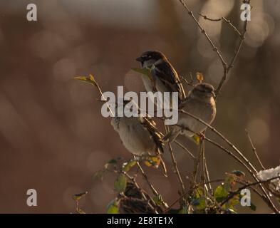 Trois maisons scindées sur un arbre, ensemble Banque D'Images