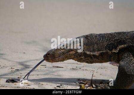 moniteur adulte lézard marchant sur le sable avec sa langue dehors et les feuilles séchées autour de ses pieds Banque D'Images