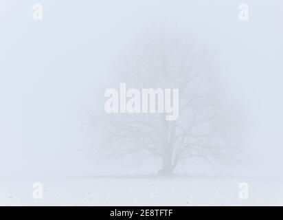 Sieversdorf, Allemagne. 31 janvier 2021. Le brouillard enforme le paysage enneigé. Credit: Patrick Pleul/dpa-Zentralbild/ZB/dpa/Alay Live News Banque D'Images