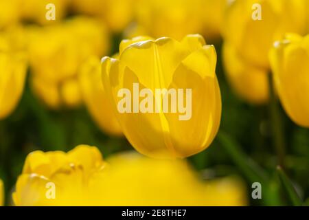 Tulipes jaunes de printemps en fleurs gros plan sur un fond flou avec bokeh. Plein cadre de tulipes, mise au point douce sélective, arrière-plan chaud pour une carte postale f Banque D'Images