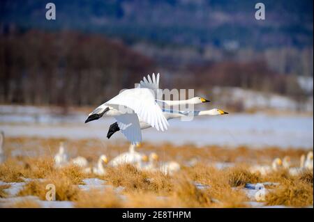 Deux swans de levage de whooper Banque D'Images