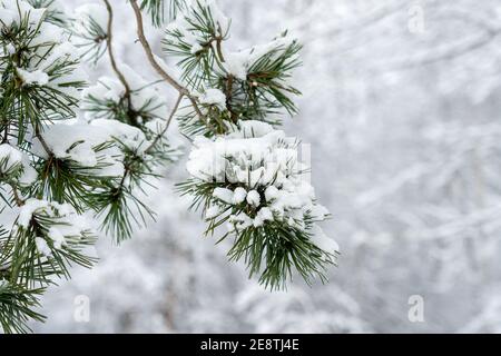 La neige couvrait les branches de pin dans la forêt de pins comme arrière-plan. Photo de haute qualité Banque D'Images