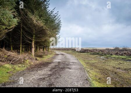 Une vieille route autour de Davidstow Woods - une plantation d'épinette de Sitka sur l'aérodrome de Davidstow de la 2e Guerre mondiale, sur Bodmin Moor, dans les Cornouailles. Banque D'Images