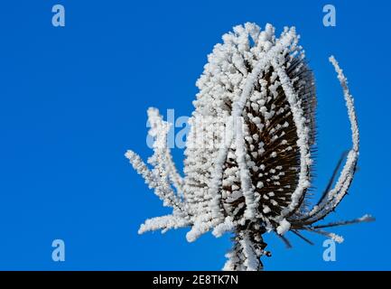 Sieversdorf, Allemagne. 31 janvier 2021. L'inflorescence fanée d'un cardoon sauvage est recouverte de givre. Credit: Patrick Pleul/dpa-Zentralbild/ZB/dpa/Alay Live News Banque D'Images