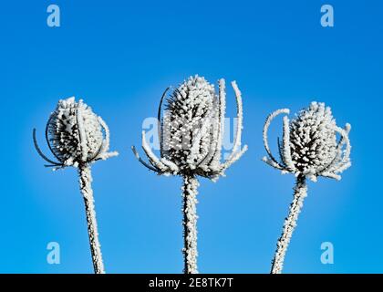 Sieversdorf, Allemagne. 31 janvier 2021. Les inflorescences flétris d'un cardoon sauvage sont couvertes de givre. Credit: Patrick Pleul/dpa-Zentralbild/ZB/dpa/Alay Live News Banque D'Images