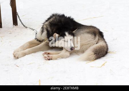 Un chien Husky noir et blanc dort près d'un stand sur un hiver enneigé Banque D'Images