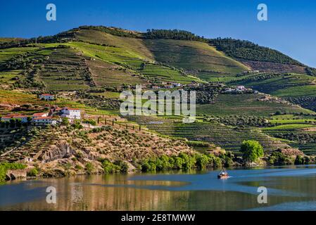 Vignobles en terrasse sur Rio Douro, à Vale do Douro, Cima Corgo (Haut Corgo), l'Alto Douro, près de Pinhao, région Norte, Portugal Banque D'Images