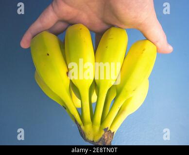 Bouquet de bananes fraîches dans la main de l'homme sur fond bleu Banque D'Images