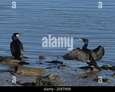 Cormorans Banque D'Images