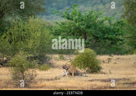 mère en colère ou tigre femelle montrant la colère avec son visage sur un cub ludique dans un paysage naturel vert pittoresque de ranthambore parc national inde Banque D'Images