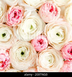 Bouquet, texture de ranunculus rose et fleur de roses gros plan. Flat lay, vue de dessus. Texture de la fleur de Ranunculus. Banque D'Images