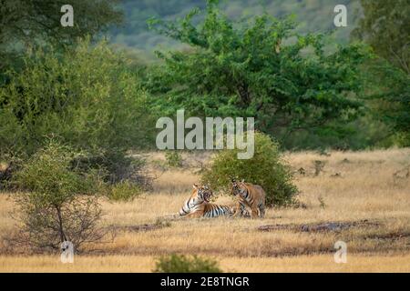 mère en colère ou tigre femelle montrant la colère avec son visage sur un cub ludique dans un paysage naturel vert pittoresque de ranthambore parc national inde Banque D'Images