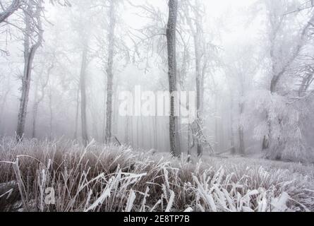 Forêt en hiver avec arbres congelés Banque D'Images