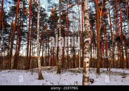 Paysage d'hiver de forêt mixte européenne épaissie sous la neige légère Au coucher du soleil dans la forêt de Puszcza Kampinoska à Palmiry près de Varsovie Dans le centre de la Pologne Banque D'Images