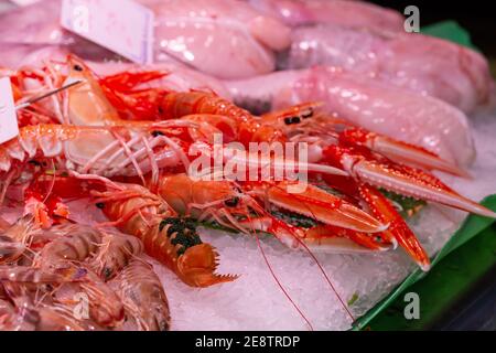 Gros plan de homard de Norvège frais sur glace présenté à la la marque Banque D'Images