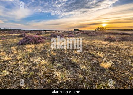 Paysage de bruyère en pleine floraison paysage de la lande dans le parc national Hoge Veluwe, province de Gelderland, pays-Bas. Paysage scène de la nature en Europe. Banque D'Images