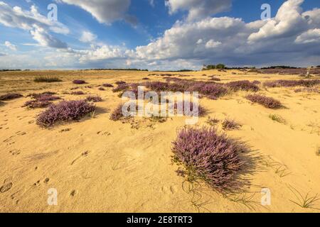 Scène de paysage accueillante de la lande dans le parc national Hoge Veluwe, province de Gelderland, pays-Bas. Paysage scène de la nature en Europe. Banque D'Images