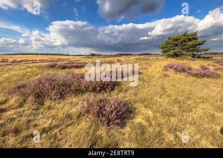 Scène de paysage accueillante de la lande dans le parc national Hoge Veluwe, province de Gelderland, pays-Bas. Paysage scène de la nature en Europe. Banque D'Images