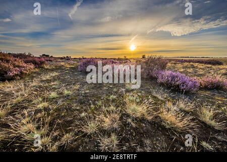 Paysage enchanteur paysage de la lande dans le parc national Hoge Veluwe, province de Gelderland, pays-Bas. Paysage scène de la nature en Europe. Banque D'Images