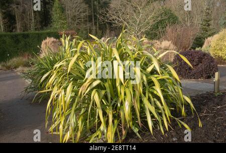 Soleil d'hiver sur une usine Evergreen de Lily Flax de Nouvelle-Zélande (Phormium 'Yellow Wave') en pleine croissance dans un jardin dans le Devon rural, Angleterre, Royaume-Uni Banque D'Images