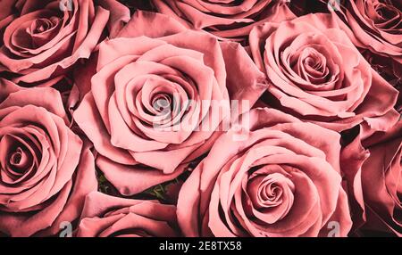 Arrière-plan Roses. Bouquet romantique de roses. Banque D'Images