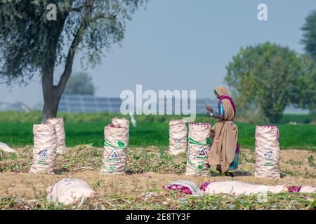 Pile d'oignon rouge. L'oignon récolté est empilé dans le champ de Jamshoro Sindh. Banque D'Images
