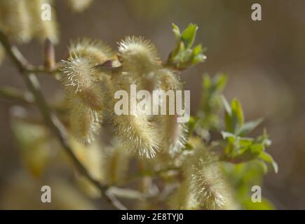 Flore de Gran Canaria - Salix canariensis, saule des îles Canaries, chatons doux jaune clair fleuris en hiver Banque D'Images