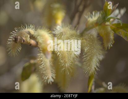 Flore de Gran Canaria - Salix canariensis, saule des îles Canaries, chatons doux jaune clair fleuris en hiver Banque D'Images