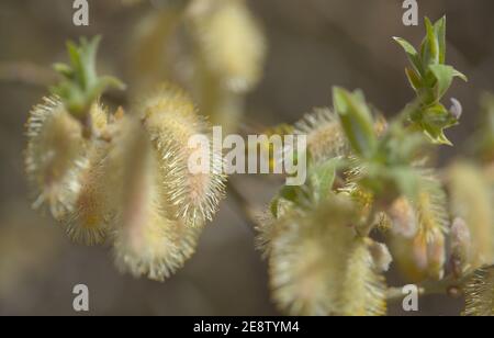 Flore de Gran Canaria - Salix canariensis, saule des îles Canaries, chatons doux jaune clair fleuris en hiver Banque D'Images