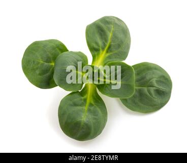 Salade de maïs isolée sur fond blanc Banque D'Images