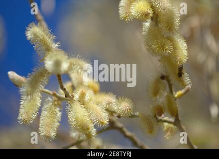 Flore de Gran Canaria - Salix canariensis, saule des îles Canaries, chatons doux jaune clair fleuris en hiver Banque D'Images