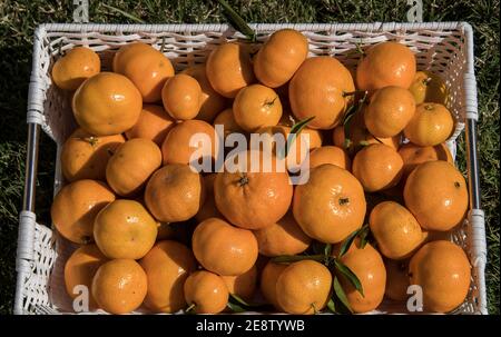 Panier de mandarines impériales australiennes (Citrus x reticulata) fraîchement cueillies dans un arbre de jardin. Fruit orange vif dans un panier blanc. Jardin du Queensland. Banque D'Images