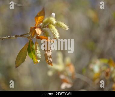 Flore de Gran Canaria - Salix canariensis, saule des îles Canaries, chatons doux jaune clair fleuris en hiver Banque D'Images