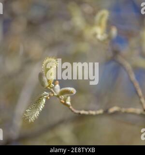 Flore de Gran Canaria - Salix canariensis, saule des îles Canaries, chatons doux jaune clair fleuris en hiver Banque D'Images