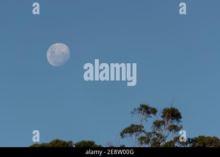 Presque pleine lune (gibbous de cire) se levant dans un ciel bleu clair, avec le sommet de l'arbre au premier plan. Australie. Copier l'espace. Banque D'Images