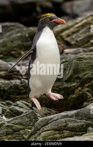 Manchot macaroni (Eudyptes chrysolophus) sur la côte de l'île de géorgie du Sud. (CTK photo/Ondrej Zaroba) Banque D'Images