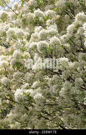 Fleurs de l'arbre de frêne au printemps (Fraxinus ornus) Banque D'Images