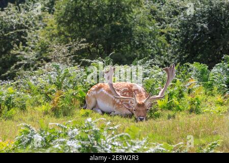 Buck de cerf de Virginie (dama dama, mâle) reposant dans le soleil de l'après-midi chaud dans les prairies, Royaume-Uni Banque D'Images