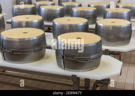 Parmigiano reggiano fromage dans des moules en métal pour le façonner en les tours sont prêts à être stockés et à mûrir dans Bologne Italie Banque D'Images