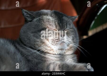 Sleepy British Shorthair chat se réchauffe sur les rayons du soleil dans la chaise de bureau. Banque D'Images