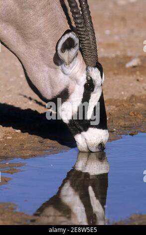 Gemsbok (Oryx gazella) boire, Kgalagadi transfrontier Park, Afrique du Sud Banque D'Images