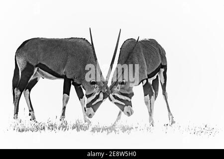 Combats de Gemsbok (Oryx gazella), parc transfrontier de Kgalagadi, Afrique du Sud Banque D'Images